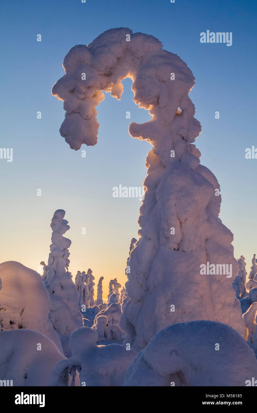 Snowy spruce in Finland Stock Photo