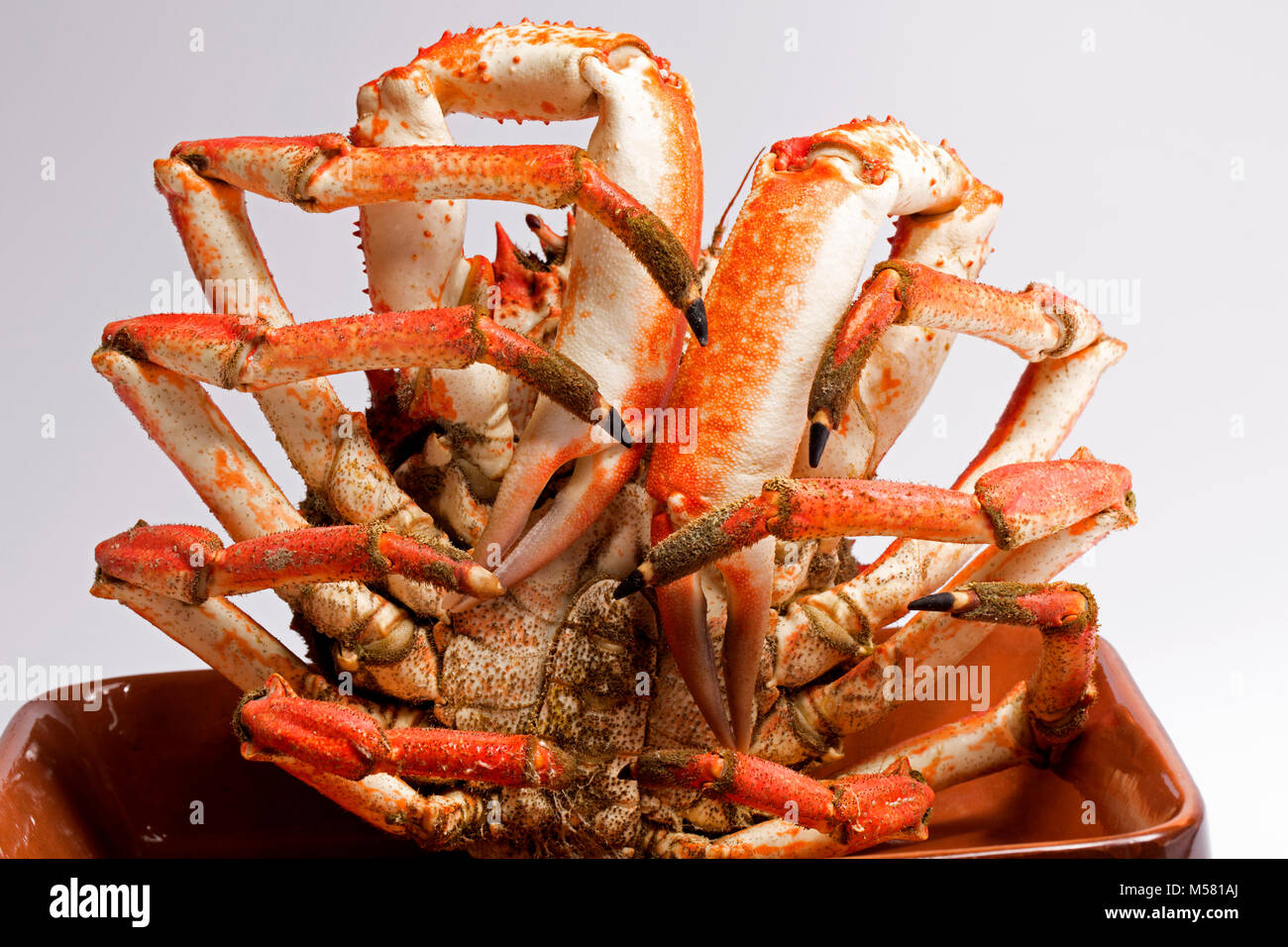 Cooked spider crab, Maja squinado, that was caught in a drop net, Dorset England UK GB Stock Photo