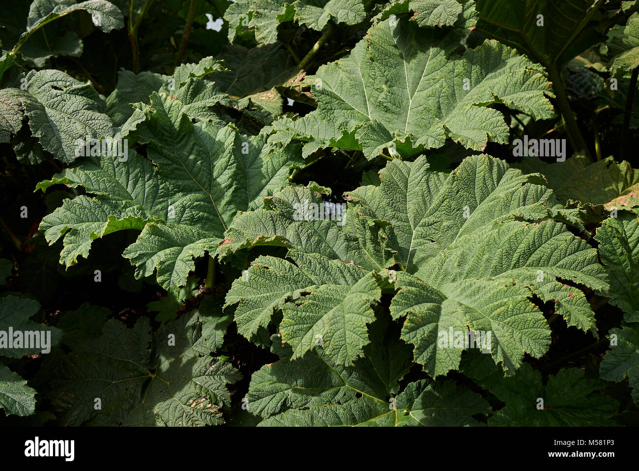 Gunnera tinctoria Stock Photo