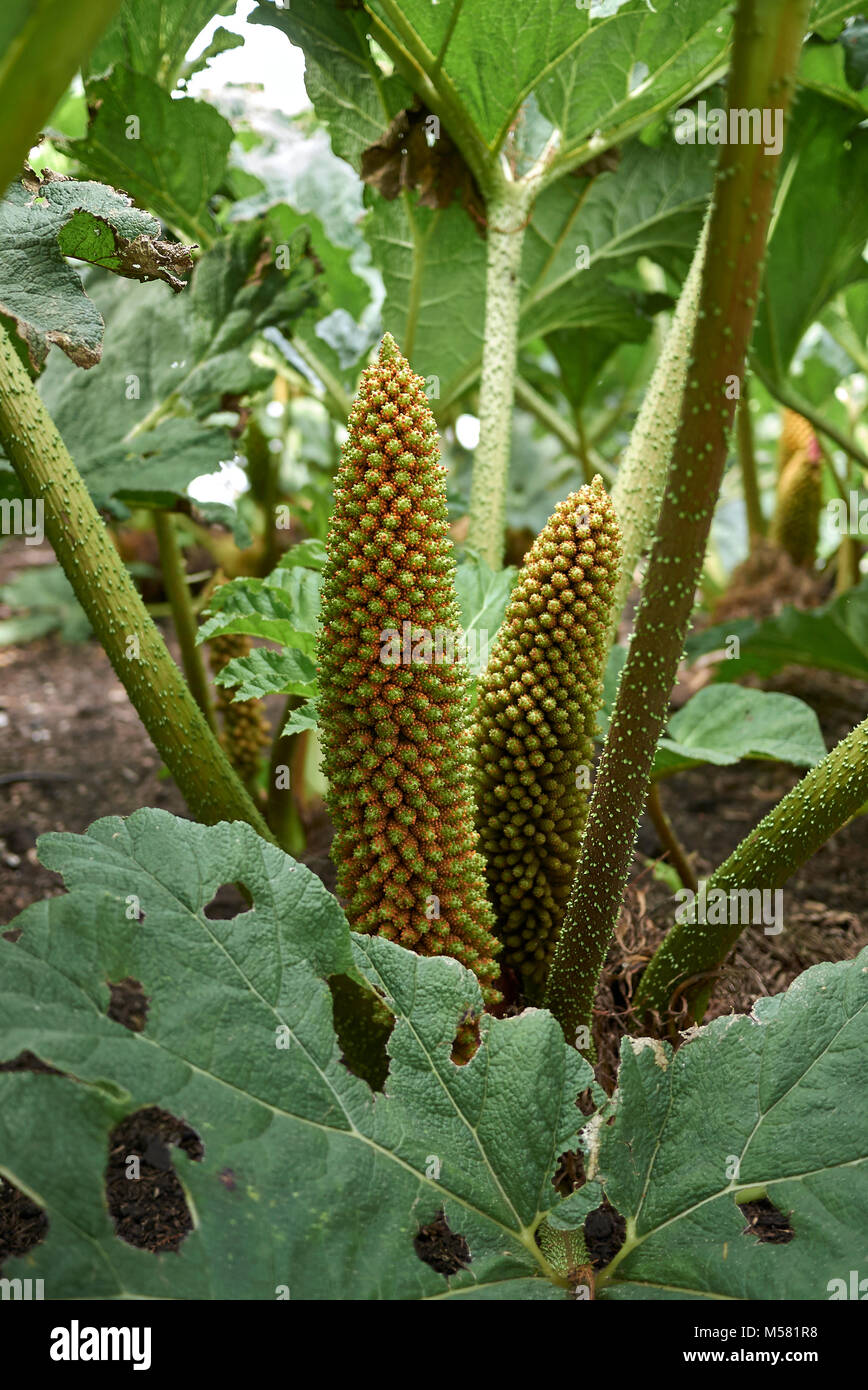 Gunnera tinctoria Stock Photo