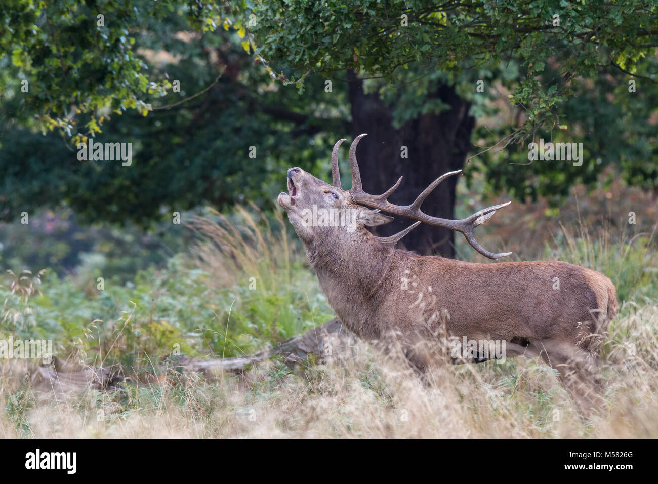 The deer of Richmond park, during the time of heat is a spectacle worth seeing with its great antlers ...The lands of the park, as if it were a giant Stock Photo
