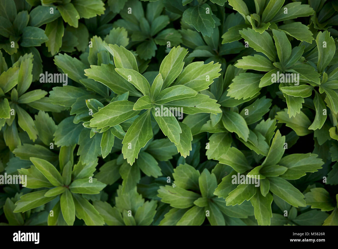 Pachysandra terminalis Stock Photo