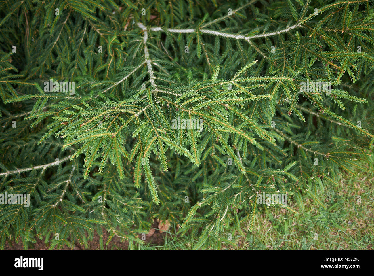 Picea orientalis Stock Photo