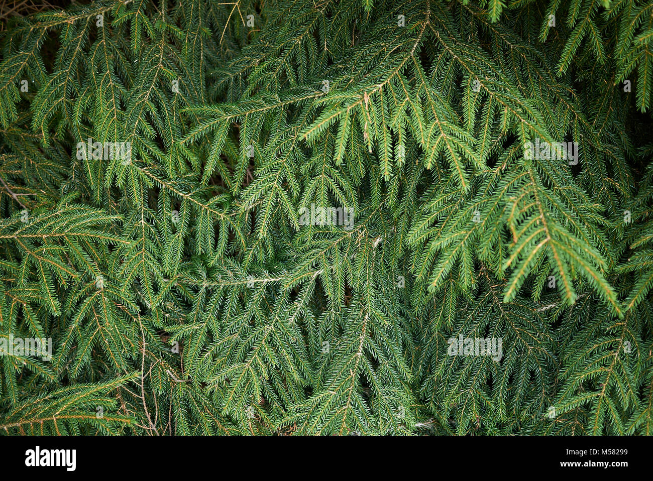 Picea orientalis Stock Photo