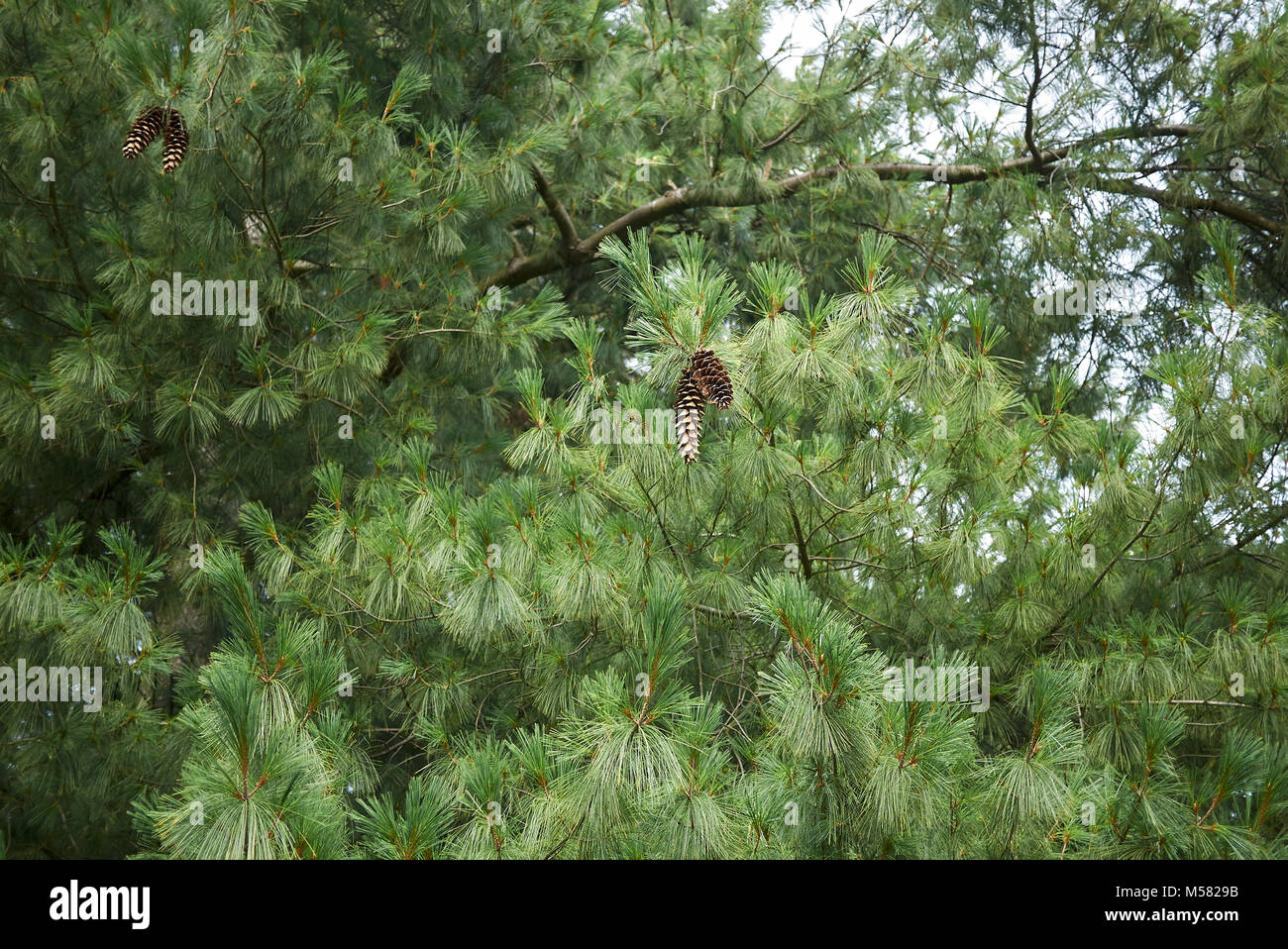 Pinus ayacahuite Stock Photo