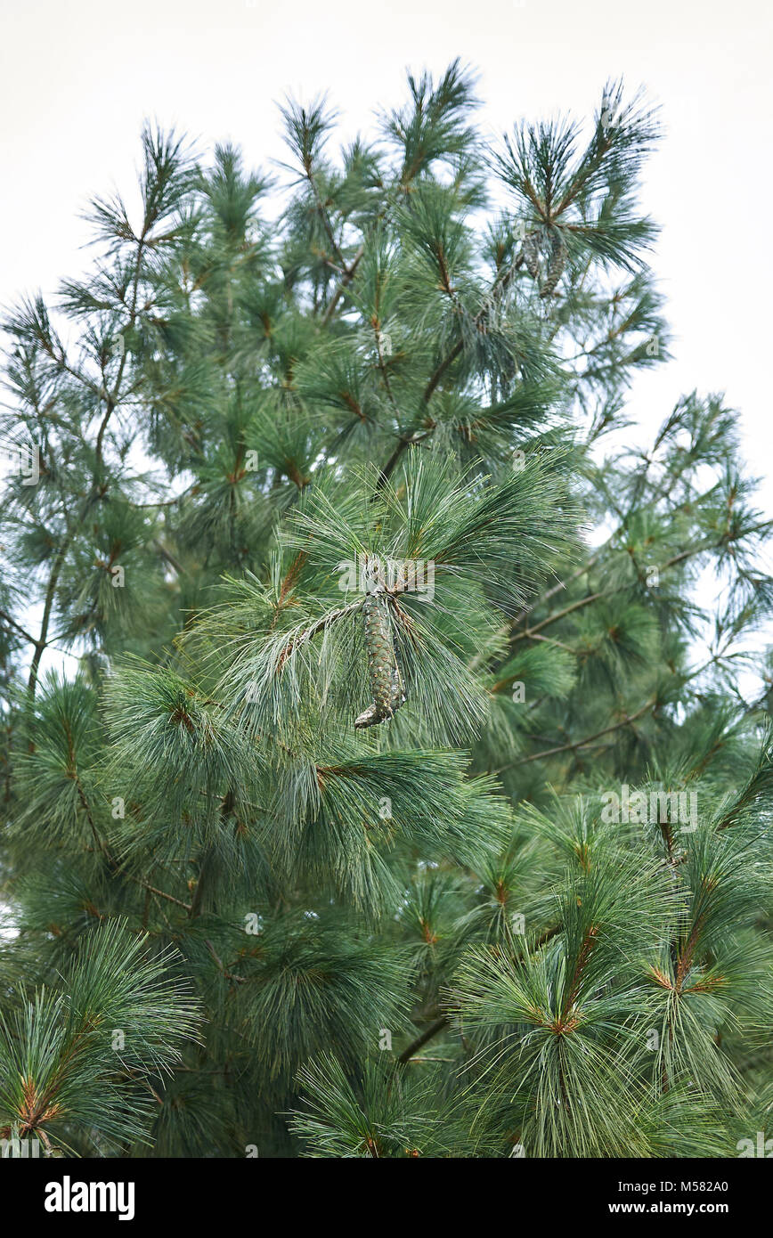 Pinus wallichiana Stock Photo