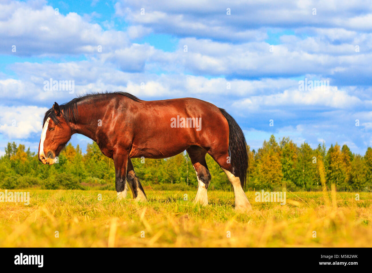 shire horse on a summer pasture , wildlife, animals Stock Photo