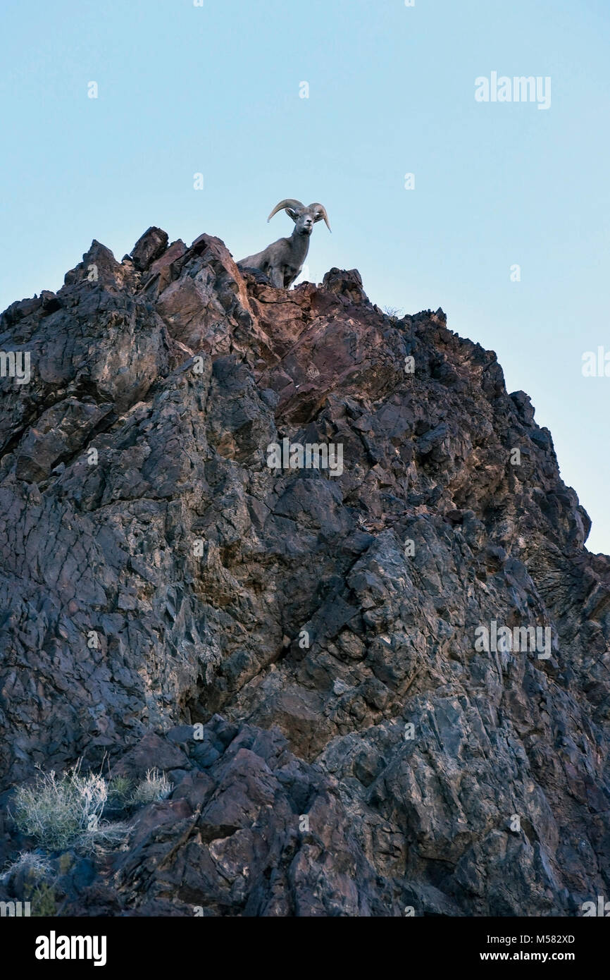 A wild Big Horn Sheep on a steep cliff at Lake Mead, Nevada Stock Photo