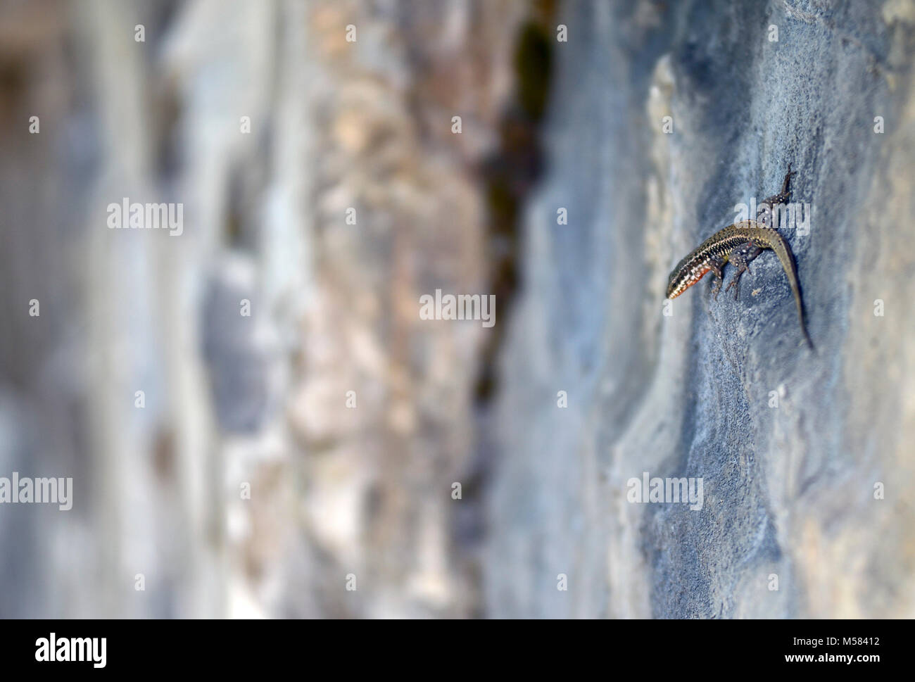 A lizard in the Matka Canyon, Macedonia Stock Photo