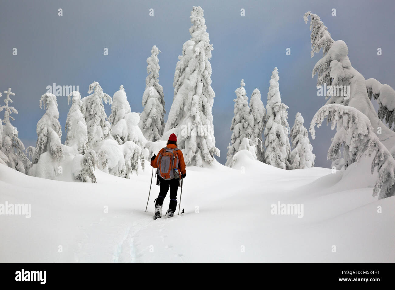 WA13506-00...WASHINGTON - Cross-country skier near the summit of Amabalis Mountain in the Okanogan-Wenatchee National Forest. Stock Photo