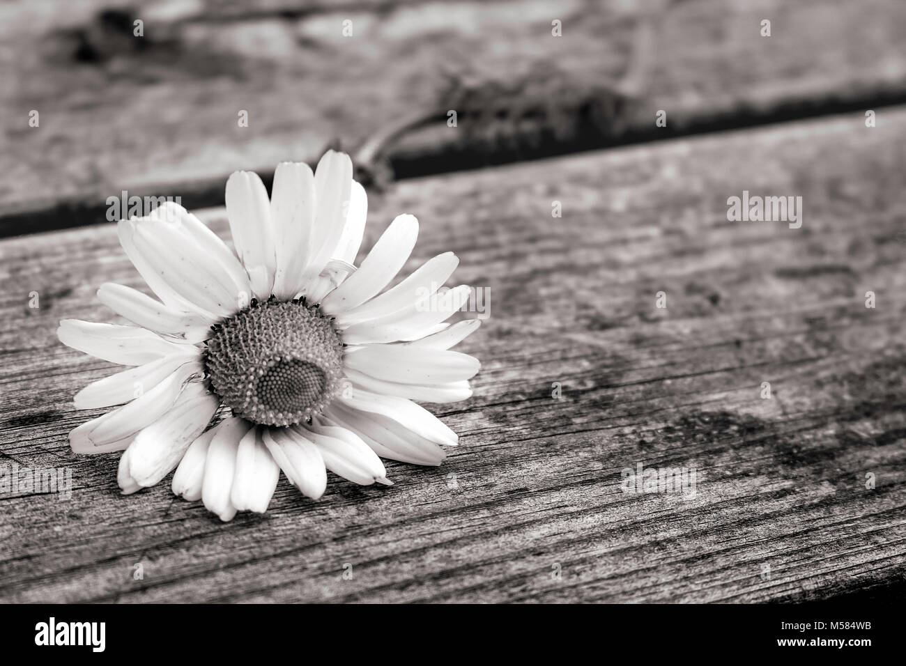 Daisy flowers black and white hi-res stock photography and images - Alamy