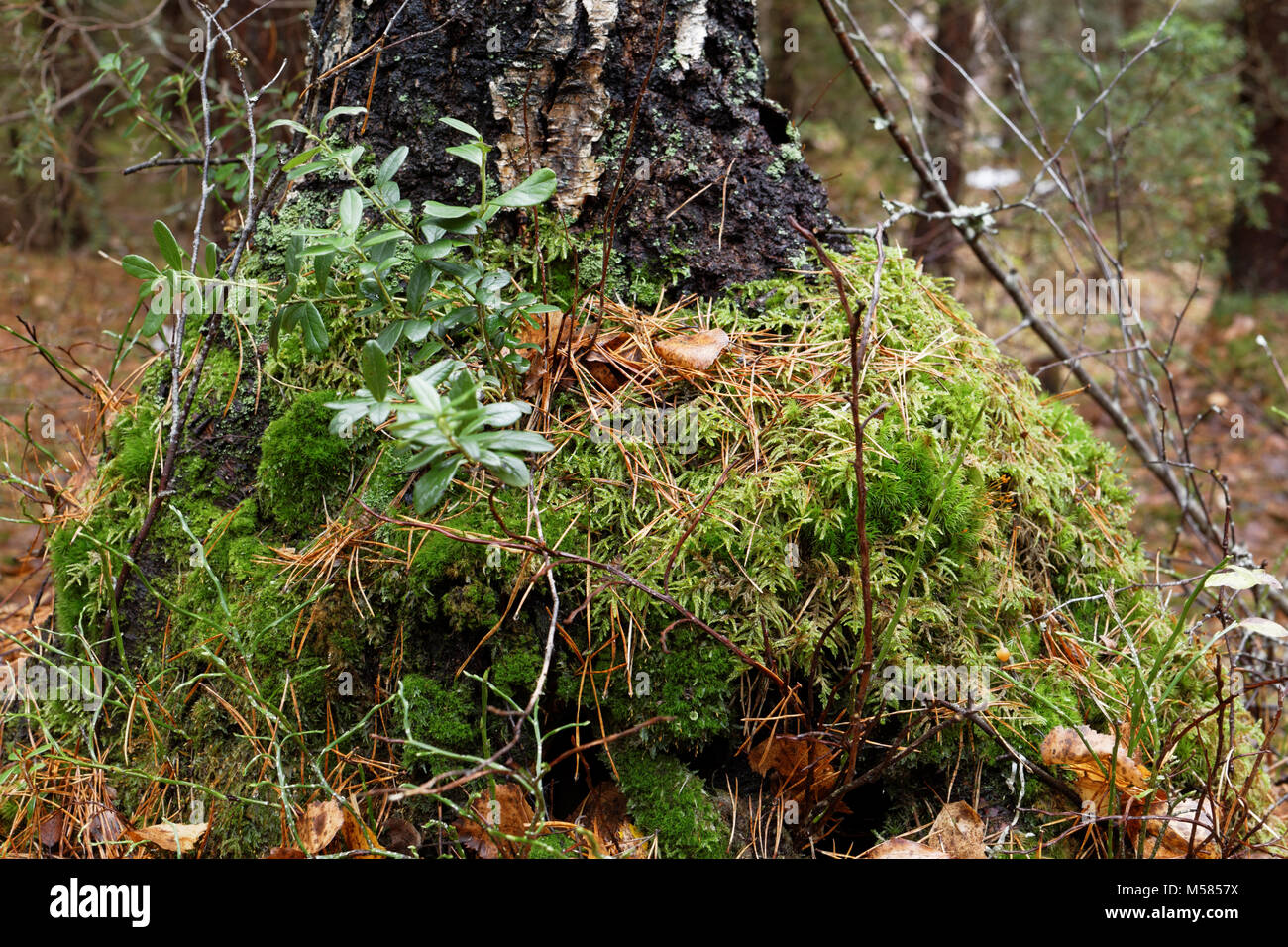Moss on a tree in Nuuksio national park, Finland Stock Photo