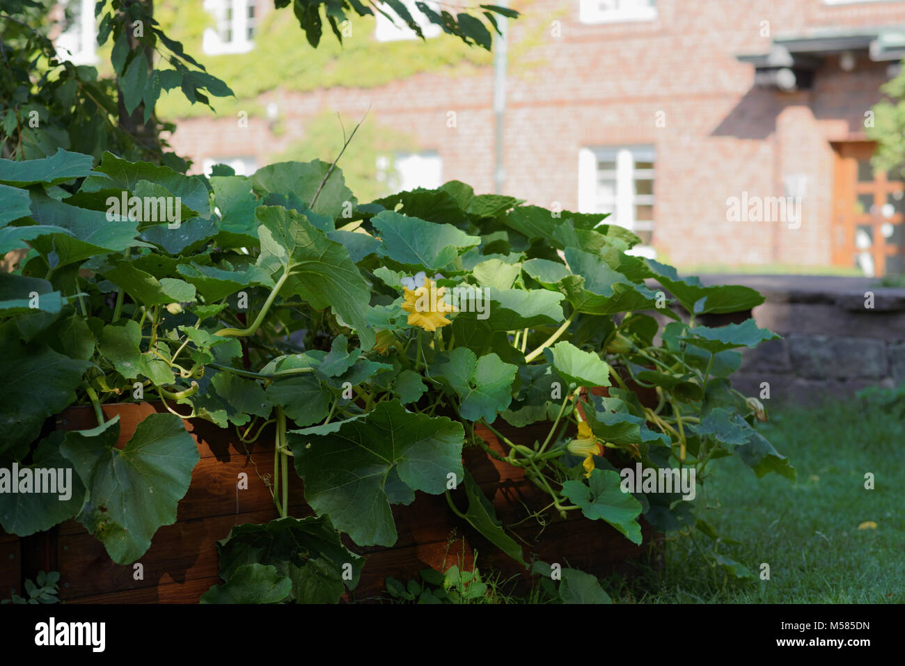 Growing summer squash in a vegetable garden Stock Photo