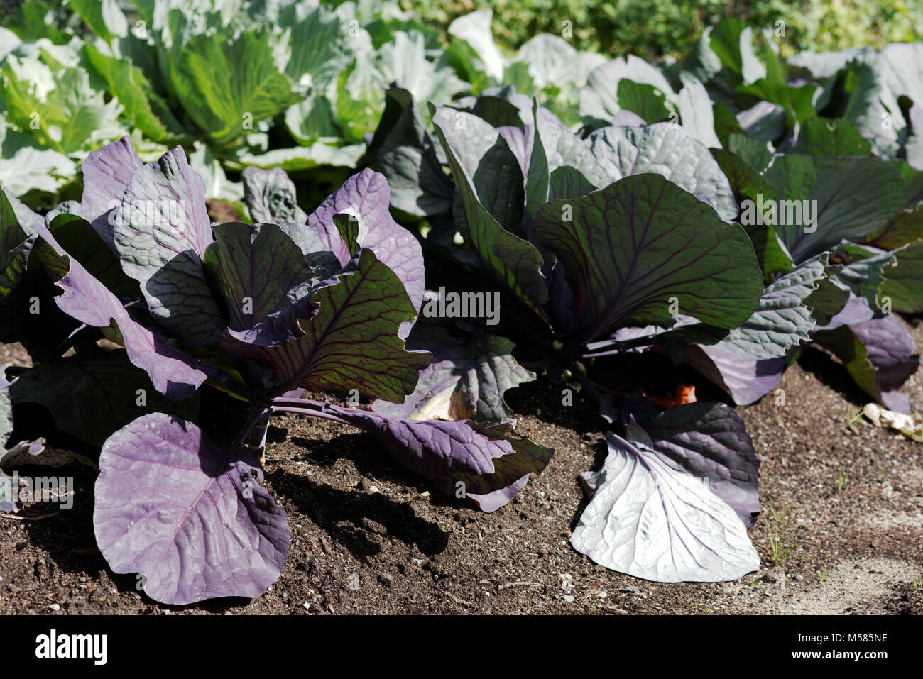 Growing cabbages in a vegetable garden Stock Photo Alamy