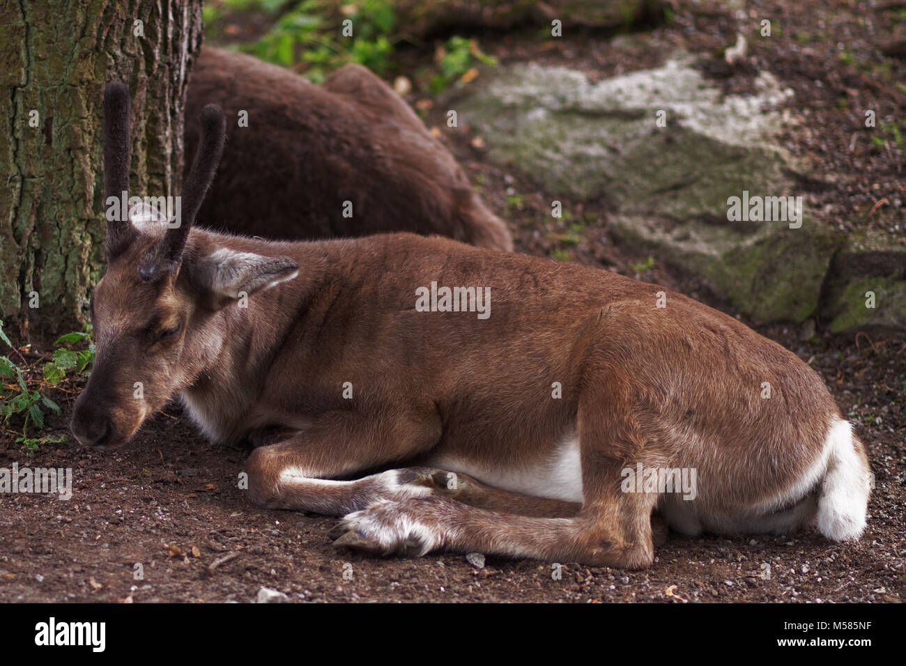 Reindeers resting on a glade Stock Photo