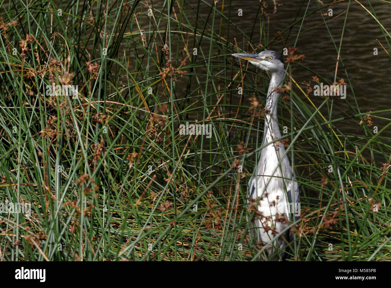 Grey heron on a pond Stock Photo