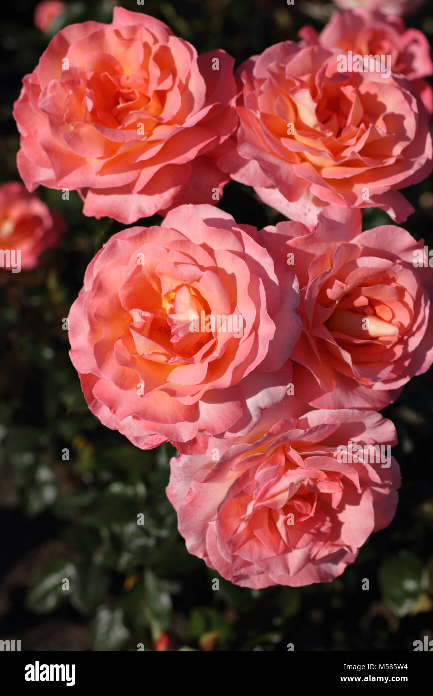 Pink roses in a garden in a summer day Stock Photo