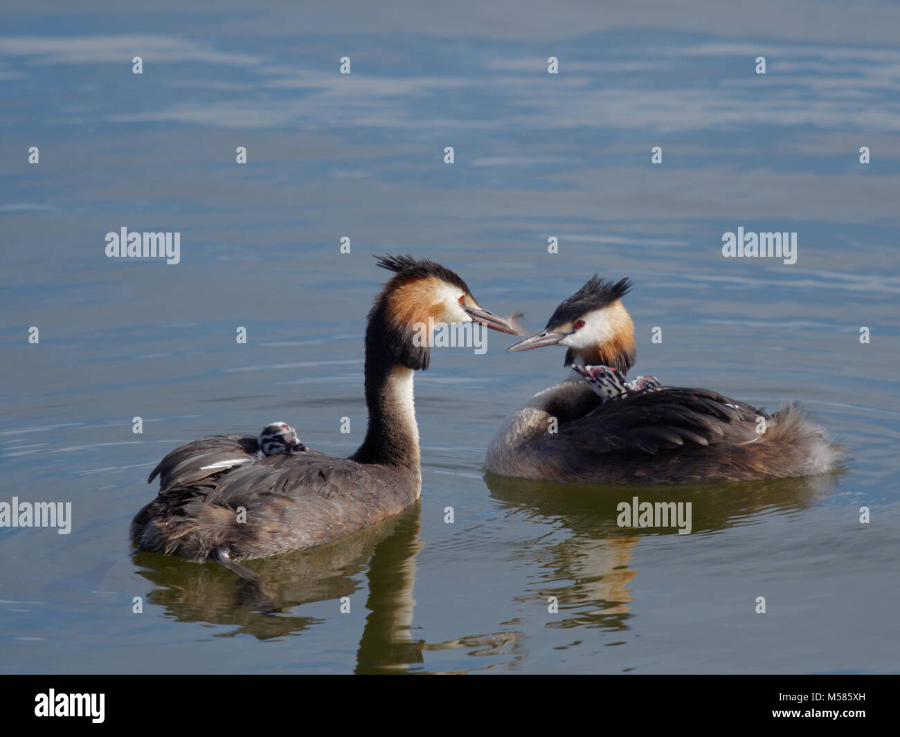 Great crested grebe adult and young birds in a lake Stock Photo