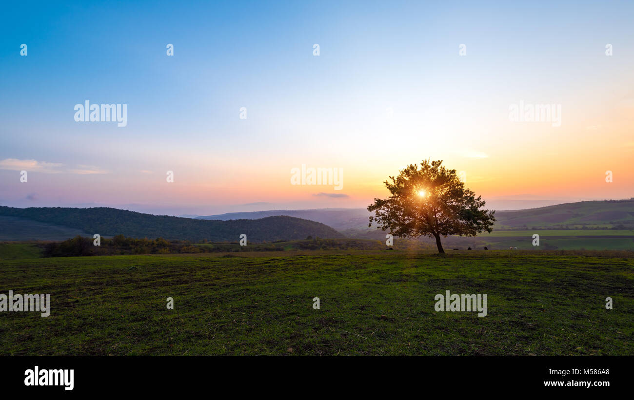 Lonely tree in field at sunset time Stock Photo - Alamy