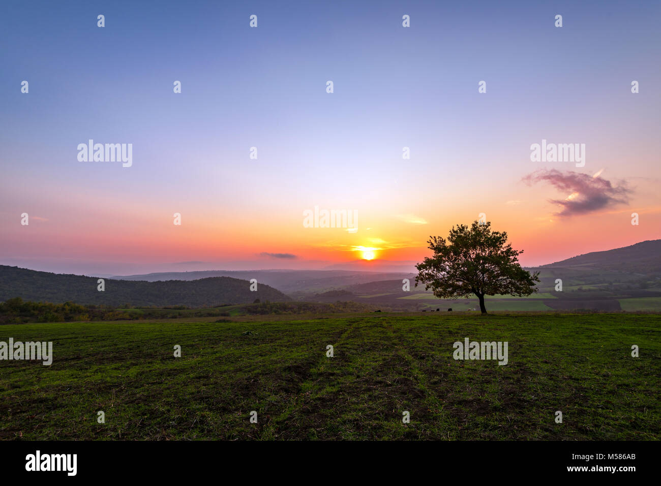 Lonely tree in field at sunset time Stock Photo - Alamy