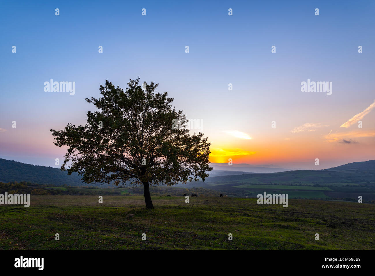 Lonely tree in field at sunset time Stock Photo