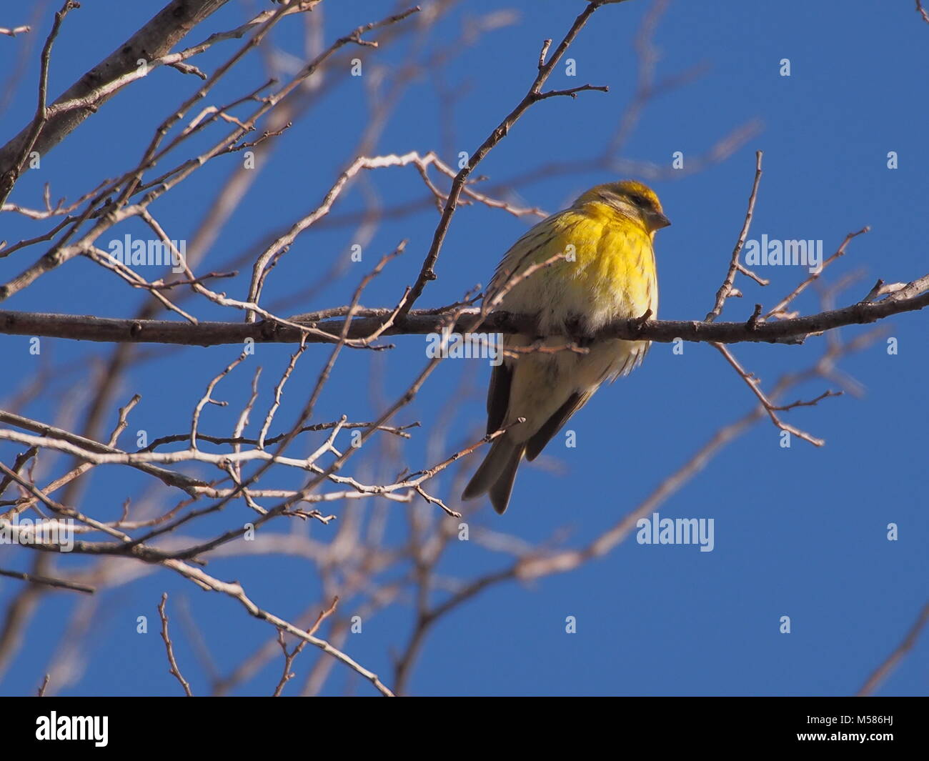 European serin on a branch on deep blue sky Stock Photo