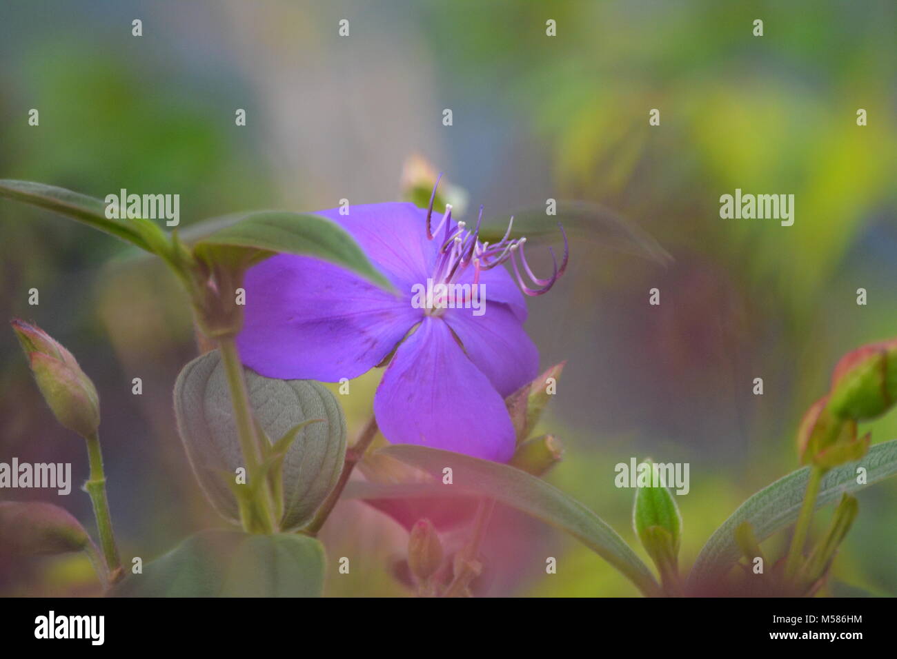 A burst of purple in the garden from this beautiful Tibouchina flower, hazy looking background Stock Photo