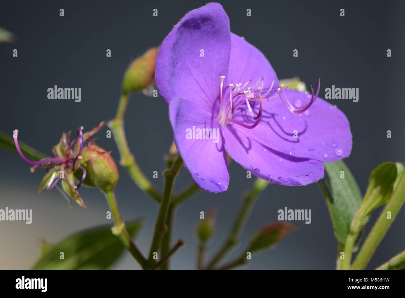Glorious purple Tibouchina Alstonville flowers, blooming in the sun Stock Photo