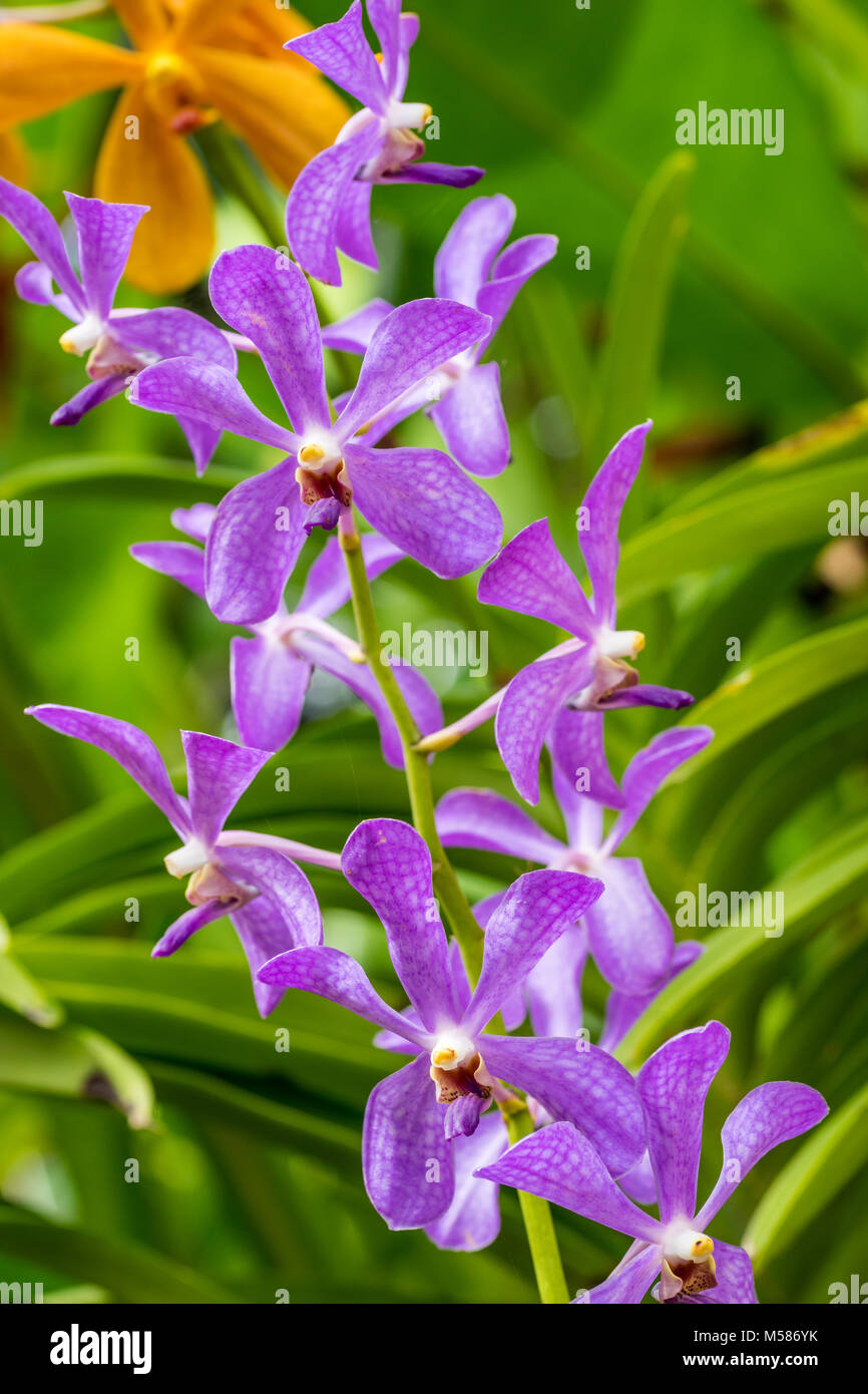 Closeup purple orchid flower in flower plant Stock Photo