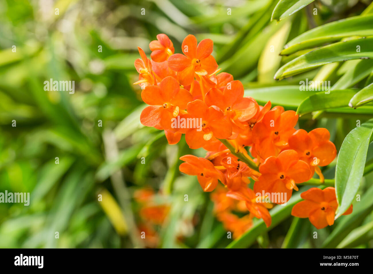 Closeup orange orchid flower in flower plant selectively focus Stock Photo