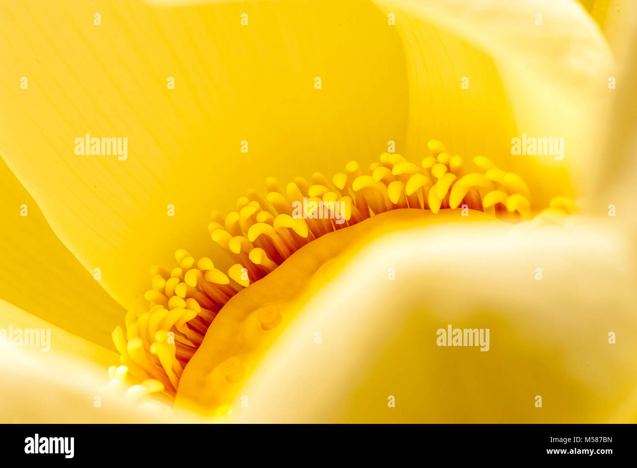 Golden Lotus Flower Closeup Stock Photo