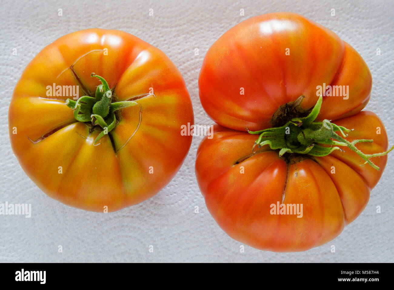 Miami Beach Florida,home grown garden tomatoes,tomatoes,heirloom,turning red,ripe,harvested,symmetrical,asymmetrical,wrinkled,imperfect,fruit,food,org Stock Photo