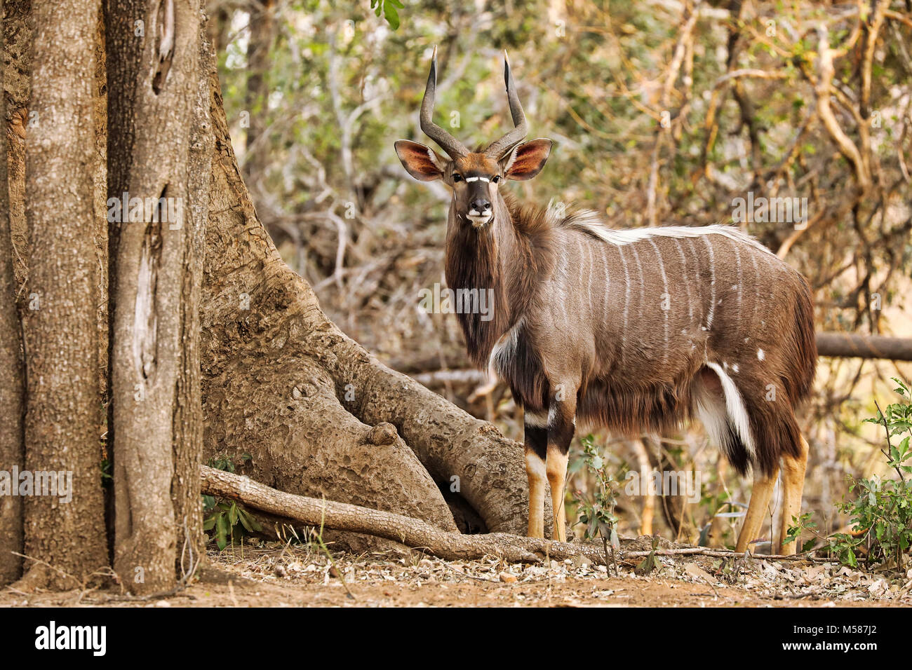 male Nyala at Kruger NP, South Africa Stock Photo