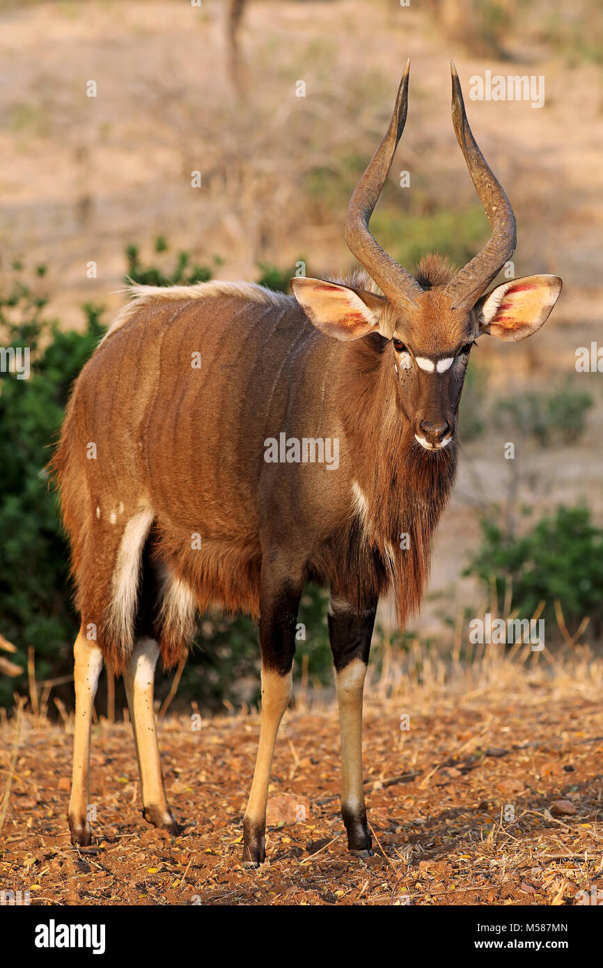 male Nyala at Kruger NP, South Africa Stock Photo