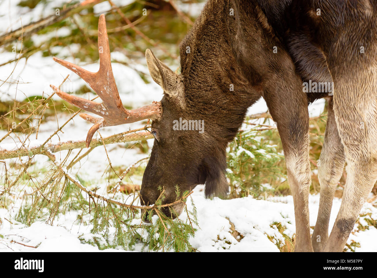 Moose (Alces alces) bull eating on a spruce twig. Snow on the ground Stock Photo Alamy