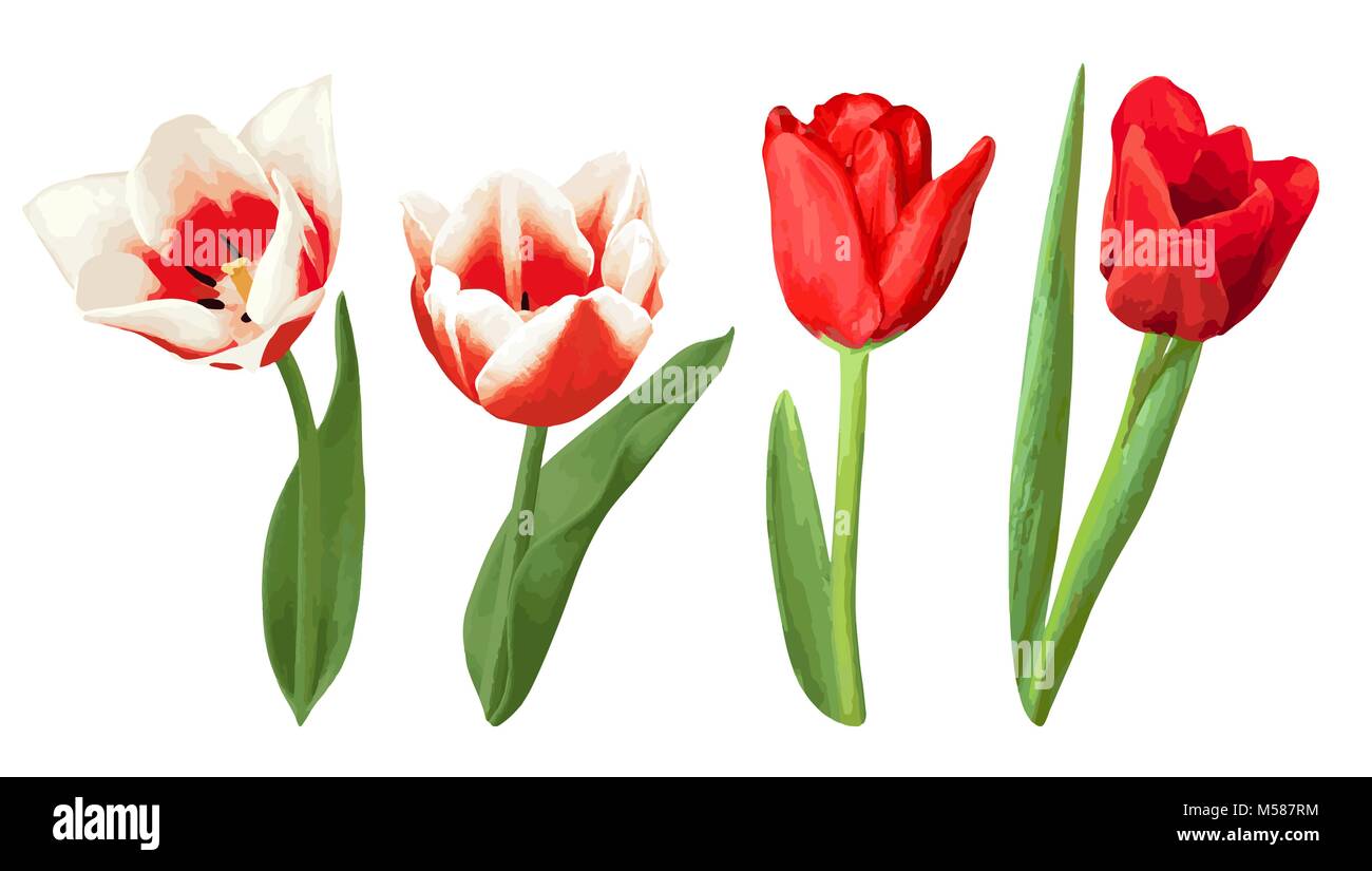 Set of decorative red and white tulips. Beautiful realistic flowers ...