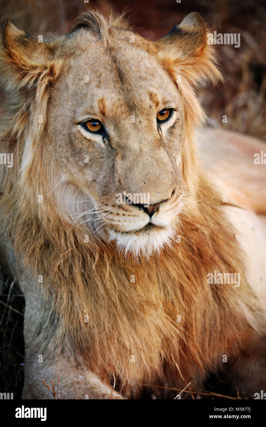 young male lion, South Africa Stock Photo