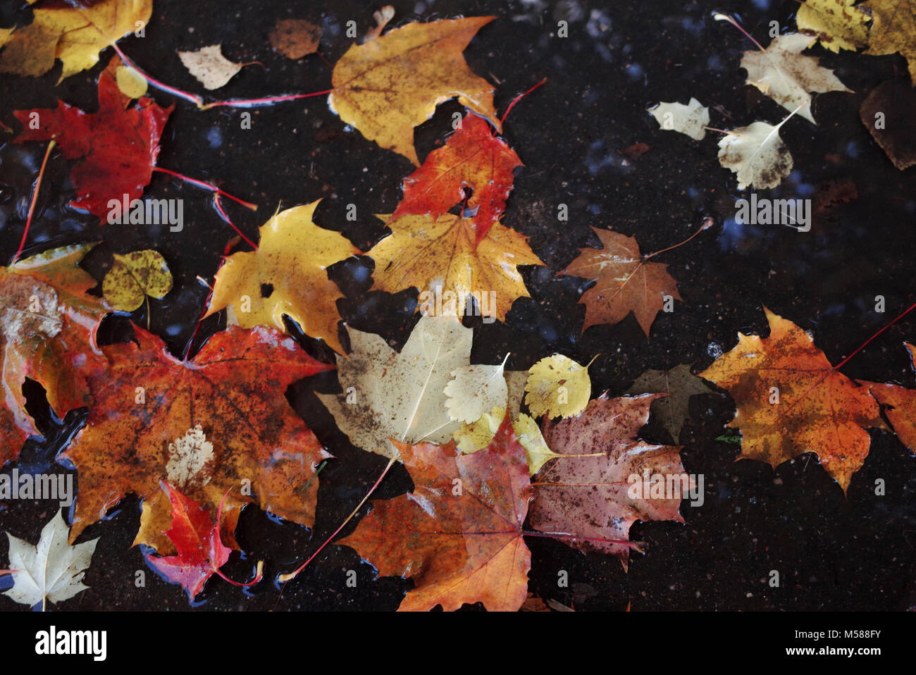 Yellow fallen leaves on wet asphalt Stock Photo - Alamy