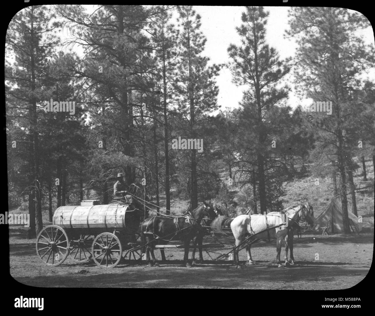 Grand Canyon Matthes Survey of  Water Wagon. FOUR HORSES PULLING WATER WAGON WITH MAN STEERING.  IN PONDEROSA FOREST.  CAMPING TENT ON RIGHT.  OLD CATALOG CARD SAYS IT IS AT GRAND CANYON. CIRCA 1902. PROBABLY HANCE CAMP AREA. WITH A GROUP OF SLIDES FROM THE MATTHES SURVEY EXPEDITION IN THE GRAND CANYON - CIRCA 1902 Stock Photo