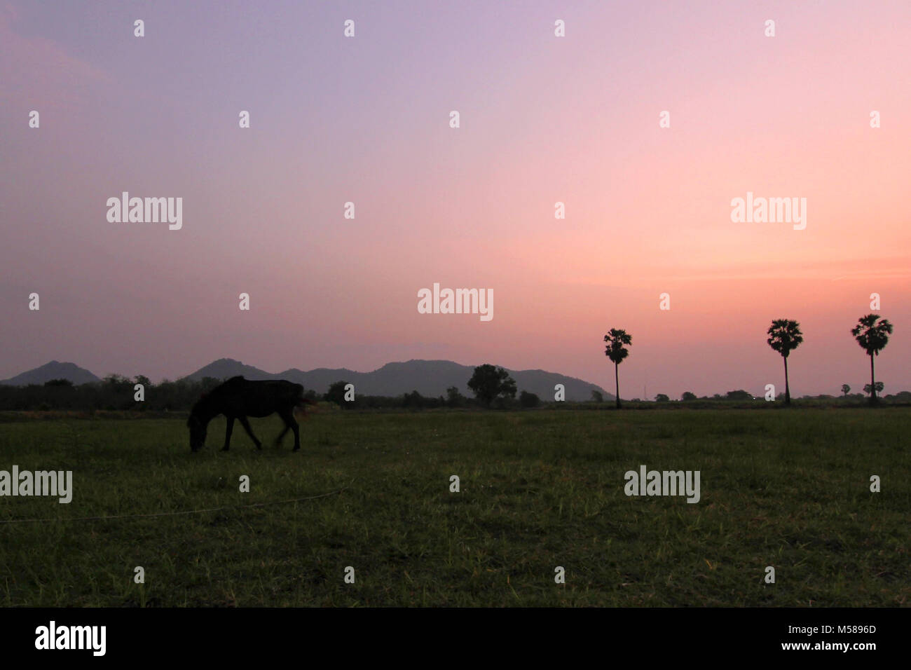 rural landscape at twilight with a horse in a green field Stock Photo