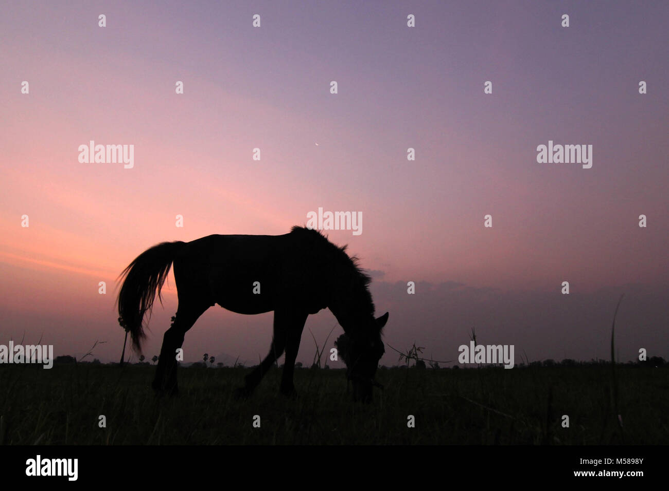 silhouette of horse in a green field with twilight sky background Stock Photo