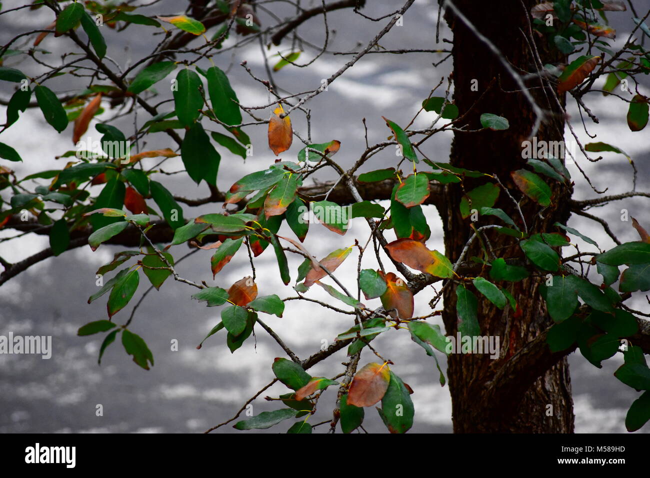 Tree with street in background Stock Photo - Alamy