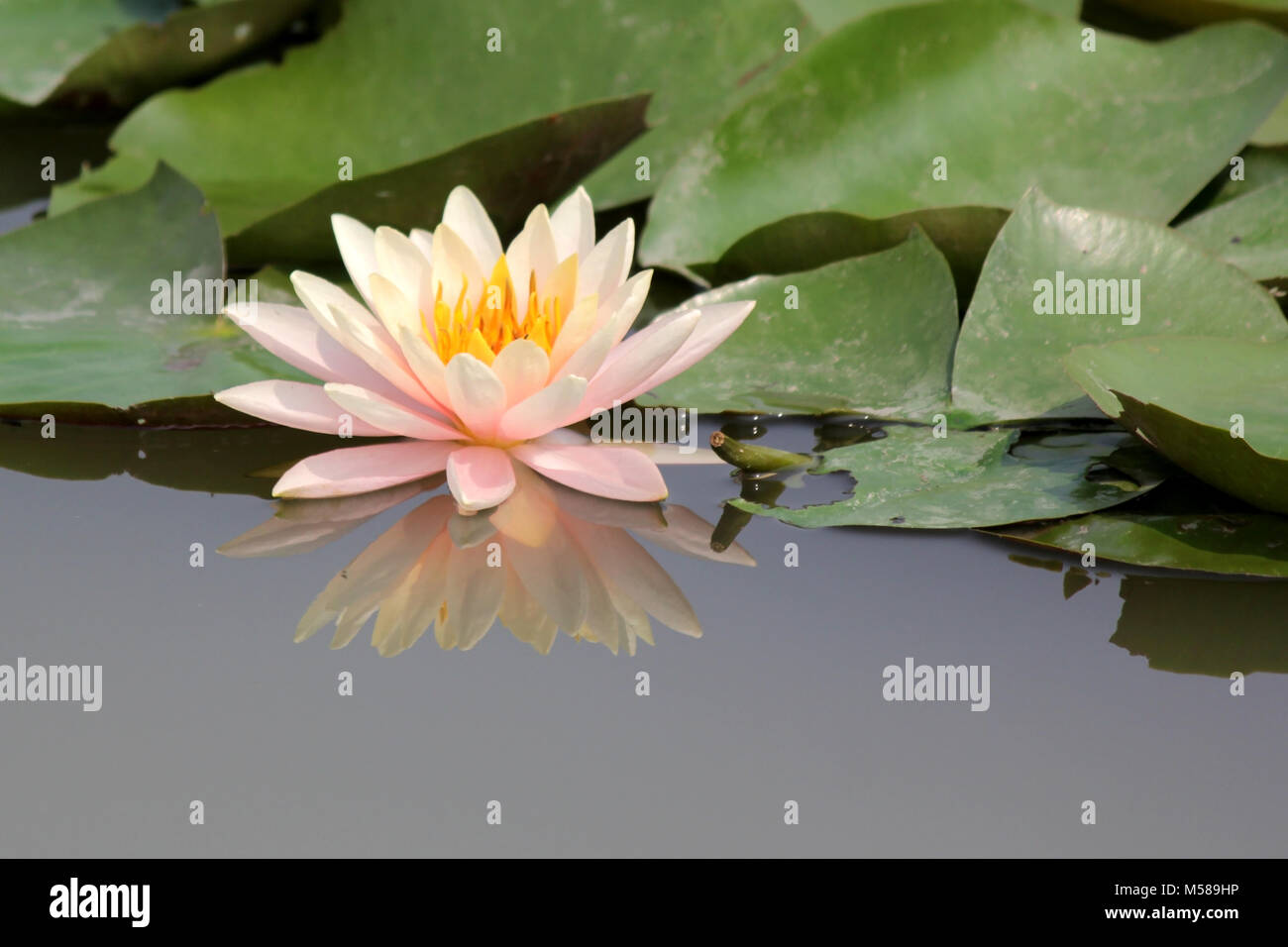lotus flower, pink water lily in pond Stock Photo - Alamy