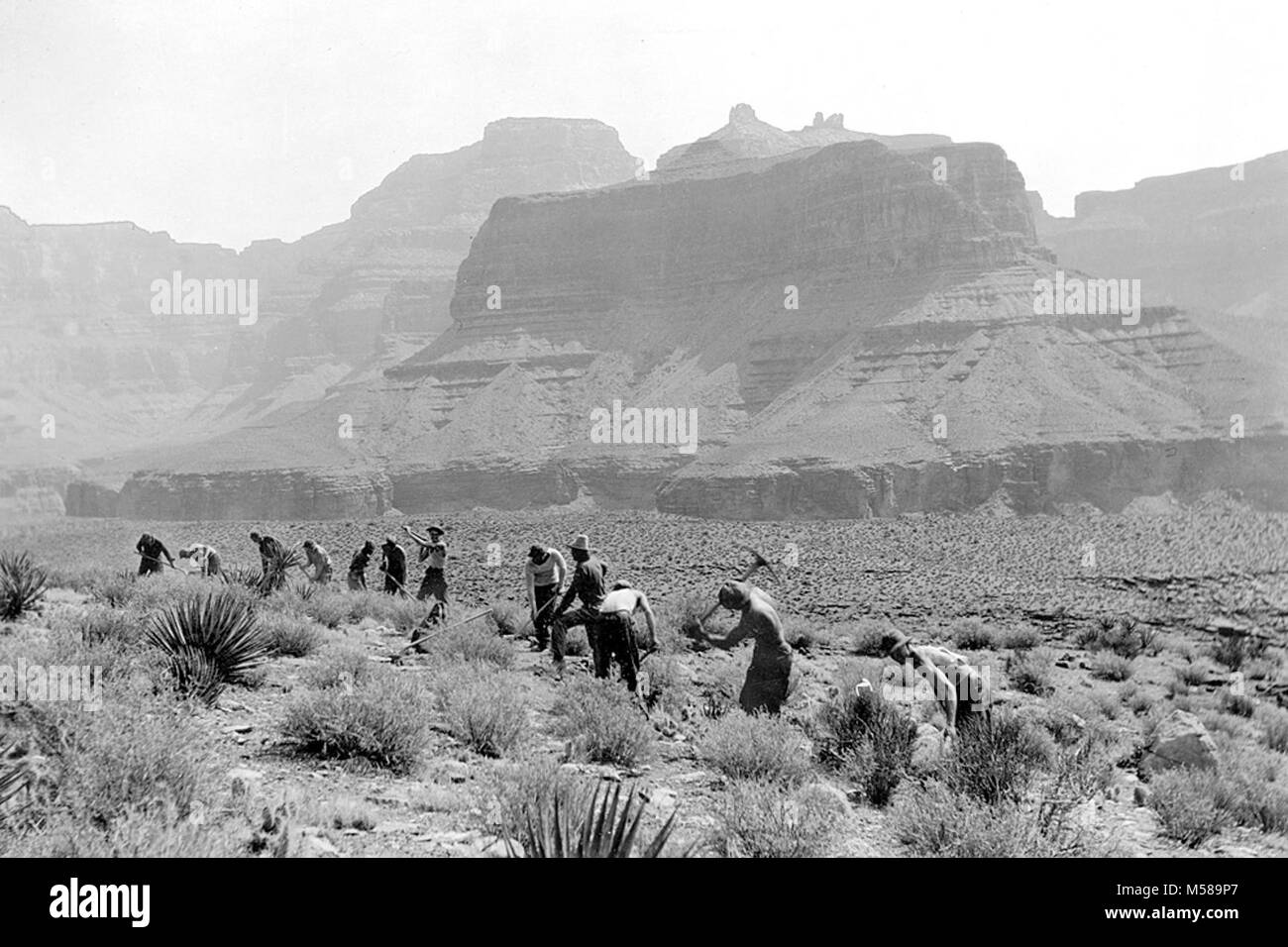 Grand Canyon Nat Park Clear Creek Trail Construction . Here is shown an average (CCC - Civilian Conservation Corps) enrollee work group lined out on a stretch of easy grading across the Tonto Plateau through sage, yucca and century plant on the New Clear Creek Trail. When complete, this ten mile trail will be one of the most enjoyable from a scenic standpoint of any found in the park. This picture was taken about six miles out from Phantom Ranch. Stock Photo