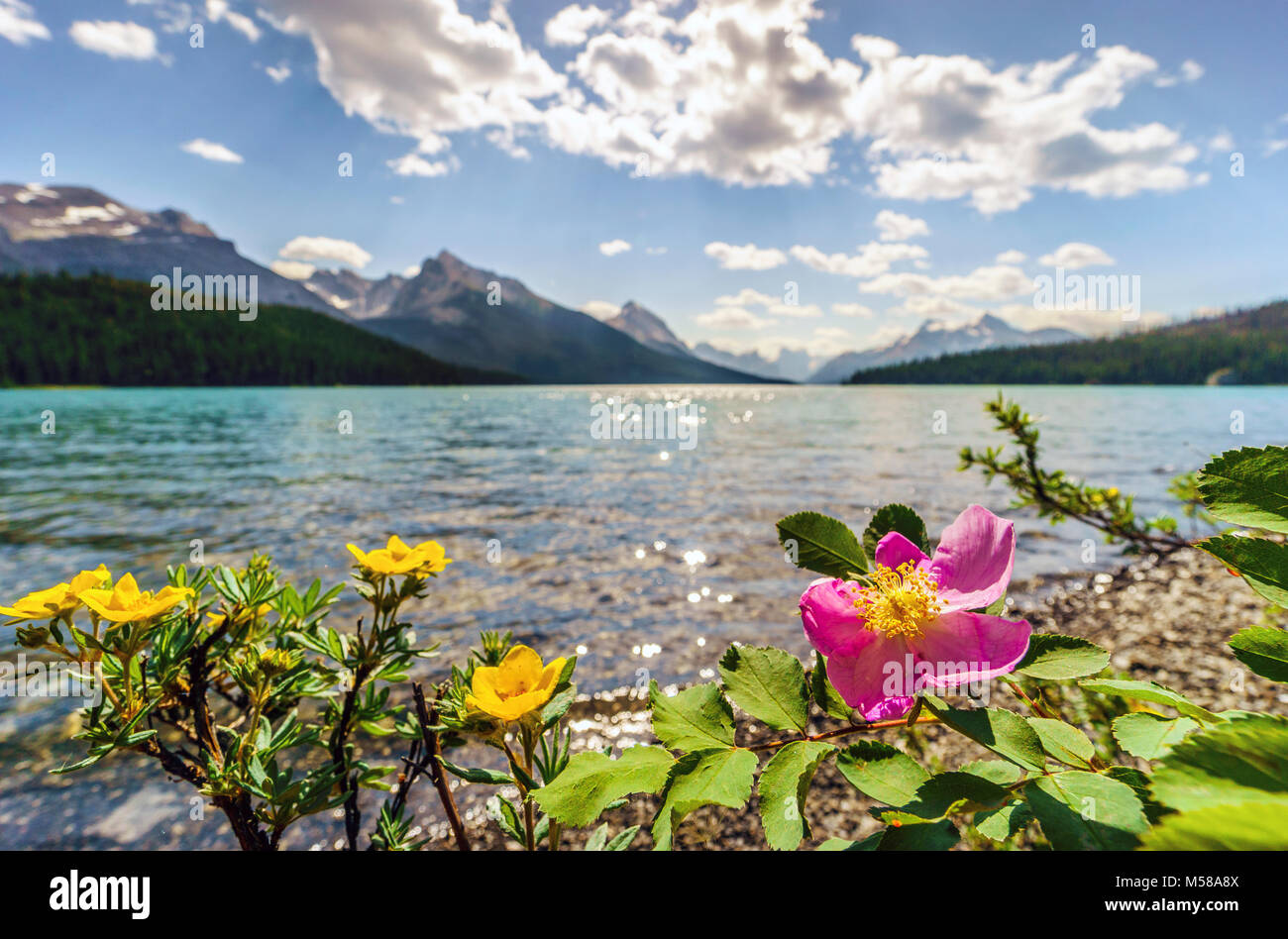 Blooming wild rose -  Alberta's symbol -  and yellow potentilla by Medicine Lake, Jasper National Park, Canada Stock Photo