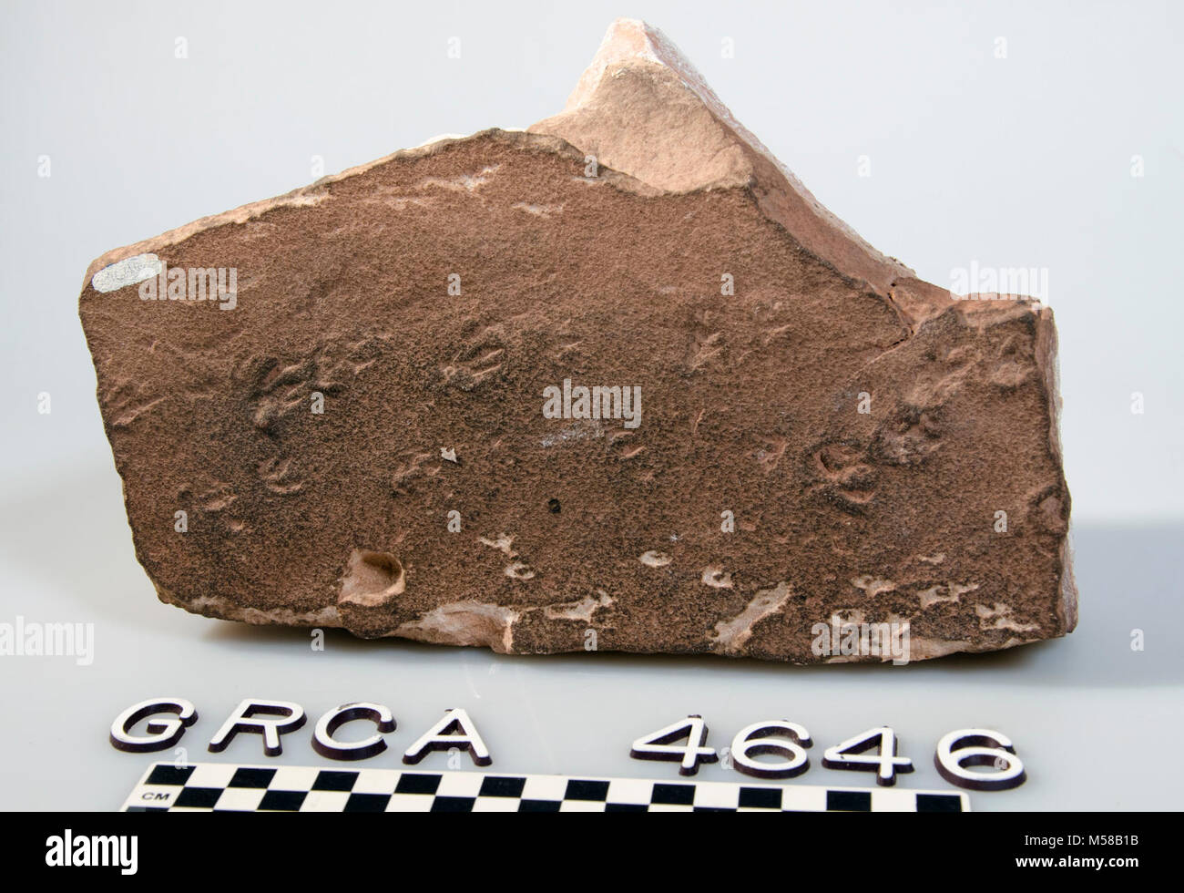 Fossil tracks hires stock photography and images Alamy