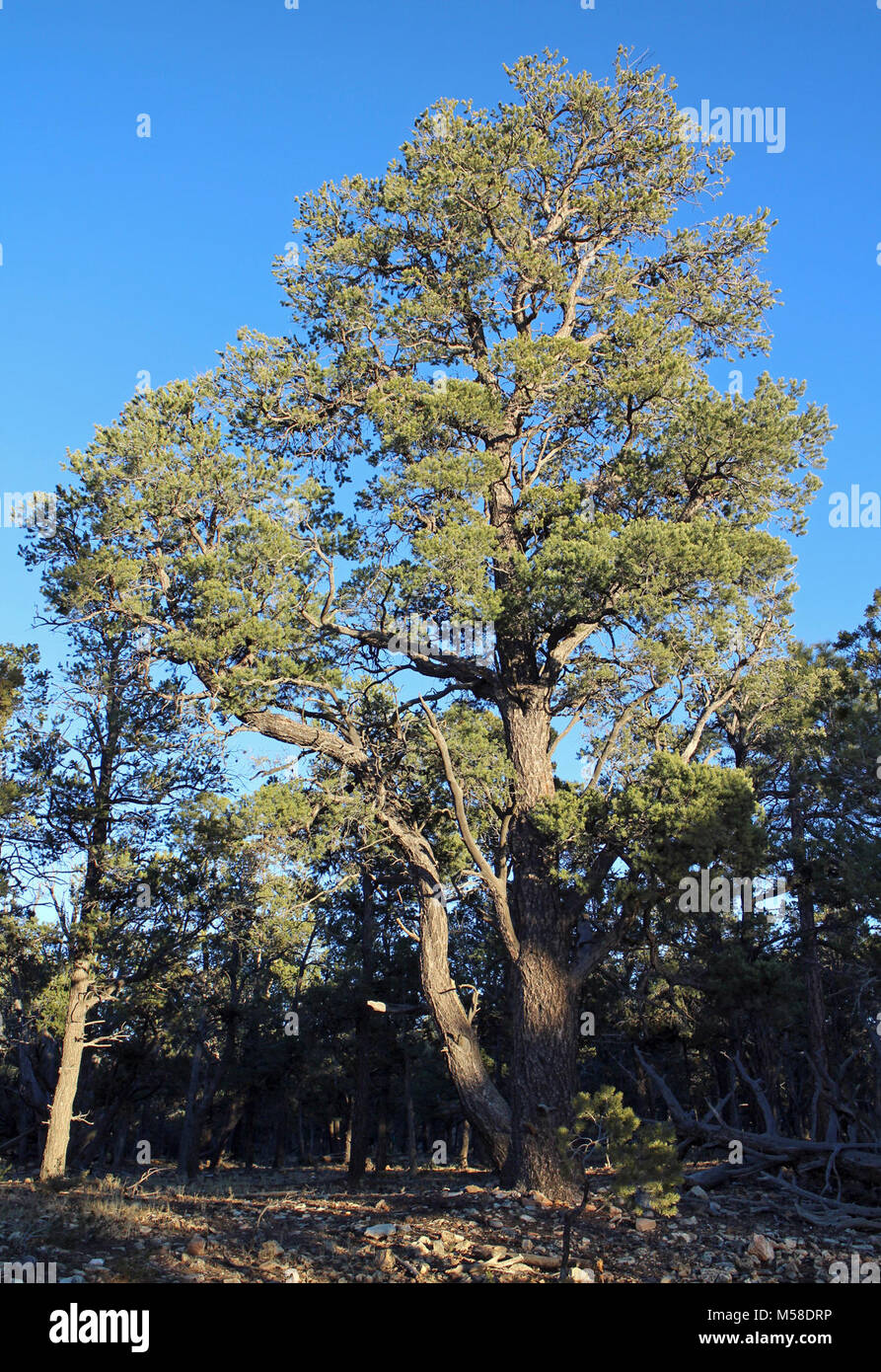 Pinyon Pines (Pinus edulis) in South Rim forest Grand Canyon. Pinyon pines (Pinus edulis) have crooked trunks, reddish bark and are very slow growing. Most tend to be short and scrubby, but under the right conditions, they may reach a height of 35 feet (10 m).  Trees 4 to 6 inches (10 to 15 cm) in diameter may be 80 to 100 years old.  NPS Stock Photo