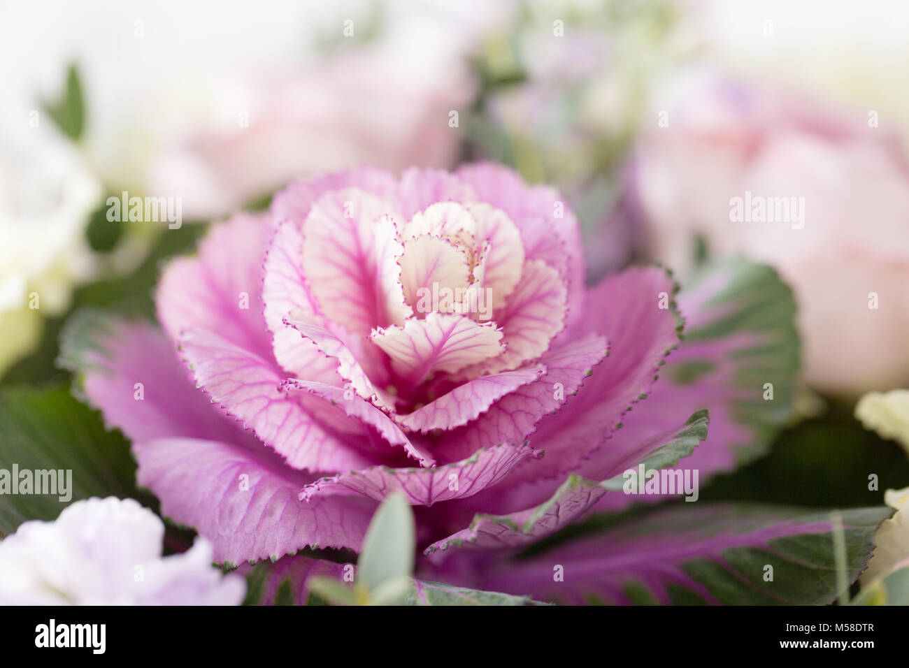 Unique Cabage Roses Cabbage rose wallpaper hi-res stock photography and images - Alamy