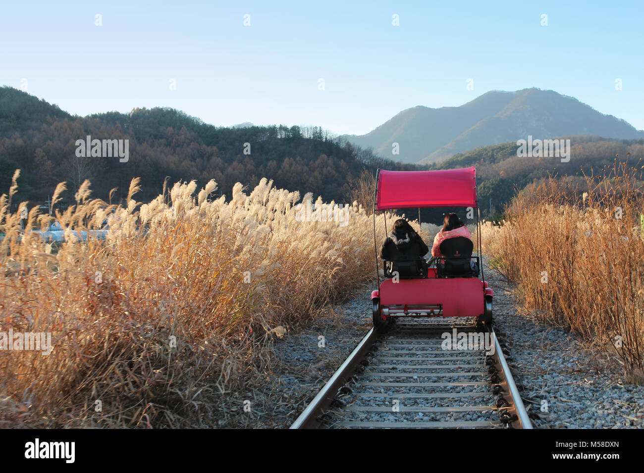 Sunset Rail bike with the pampas grass surrounding in autumn at
