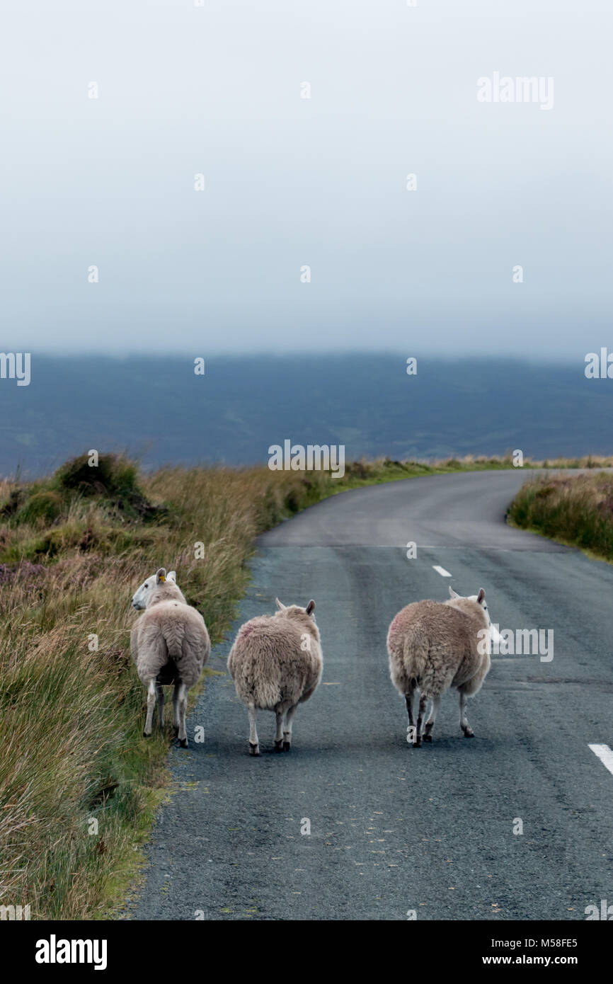 Three Wandering Sheep, Co. Wicklow, Ireland Stock Photo Alamy